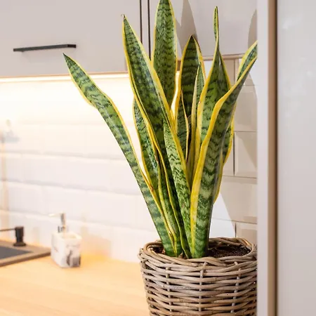 Syros Doublets 4* Ermoupoli