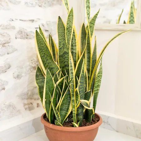 Syros Doublets Ermoupoli