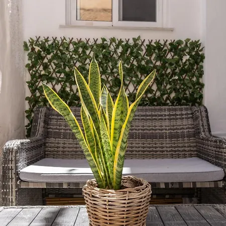 Syros Doublets Oda ve Kahvaltı
