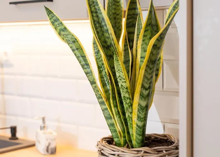 Syros Doublets 4* Ermupoli