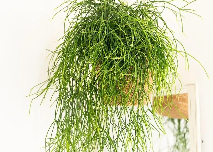 Syros Doublets 4* Ermupoli