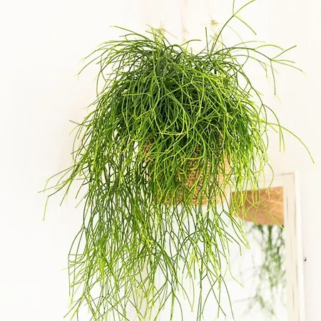 Syros Doublets 4* Ermupoli