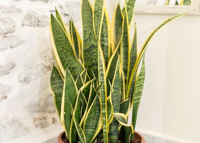 Syros Doublets Hermópolis